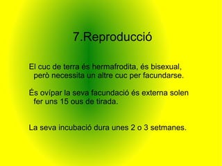 7.Reproducció

El cuc de terra és hermafrodita, és bisexual,
 però necessita un altre cuc per facundarse.

És ovípar la seva facundació és externa solen
 fer uns 15 ous de tirada.


La seva incubació dura unes 2 o 3 setmanes.
 