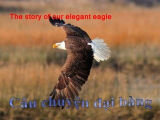 The story of our elegant eagle 
 