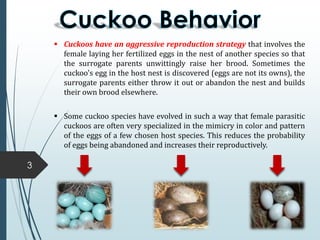 3
 Cuckoos have an aggressive reproduction strategy that involves the
female laying her fertilized eggs in the nest of another species so that
the surrogate parents unwittingly raise her brood. Sometimes the
cuckoo's egg in the host nest is discovered (eggs are not its owns), the
surrogate parents either throw it out or abandon the nest and builds
their own brood elsewhere.
 Some cuckoo species have evolved in such a way that female parasitic
cuckoos are often very specialized in the mimicry in color and pattern
of the eggs of a few chosen host species. This reduces the probability
of eggs being abandoned and increases their reproductively.
 