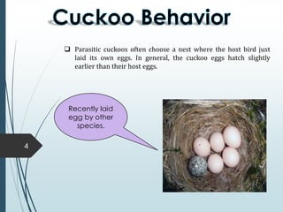 4
 Parasitic cuckoos often choose a nest where the host bird just
laid its own eggs. In general, the cuckoo eggs hatch slightly
earlier than their host eggs.
Recently laid
egg by other
species.
 