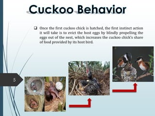 5
 Once the first cuckoo chick is hatched, the first instinct action
it will take is to evict the host eggs by blindly propelling the
eggs out of the nest, which increases the cuckoo chick’s share
of food provided by its host bird.
 