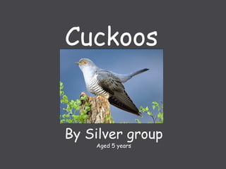 Cuckoos
By Silver group
Aged 5 years
 