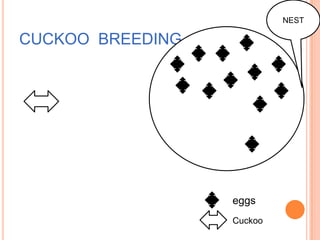 NEST

CUCKOO BREEDING




                  eggs
                  Cuckoo
 