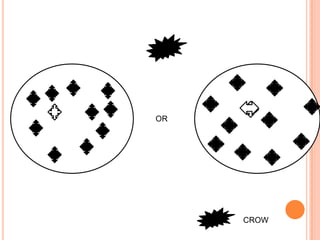 OR




     CROW
 