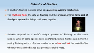 Behavior of Fireflies


In addition, flashing may also serve as a protective warning mechanism.



The rhythmic flash, the rate of flashing and the amount of time form part of

the signal system that brings both sexes together.



Females respond to a male’s unique pattern of flashing in the same
species, while in some species such as photuris, female fireflies can mimic the

mating flashing pattern of other species so as to lure and eat the male fireflies
who may mistake the flashes as a potential suitable mate.

 