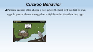 Cuckoo Behavior
 Parasitic cuckoos often choose a nest where the host bird just laid its own
eggs. In general, the cuckoo eggs hatch slightly earlier than their host eggs.

 