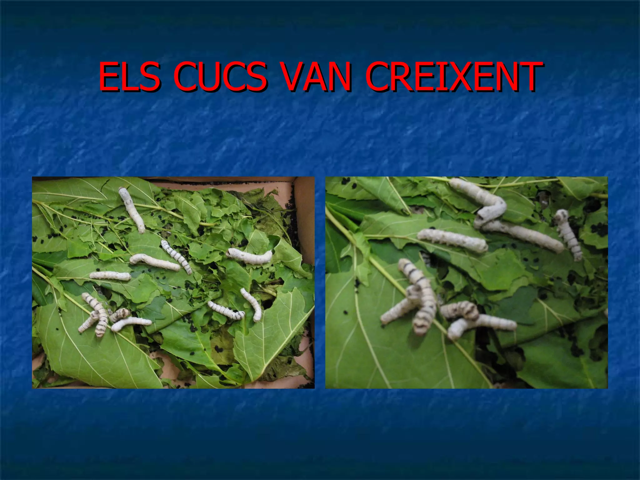 ELS CUCS VAN CREIXENT 