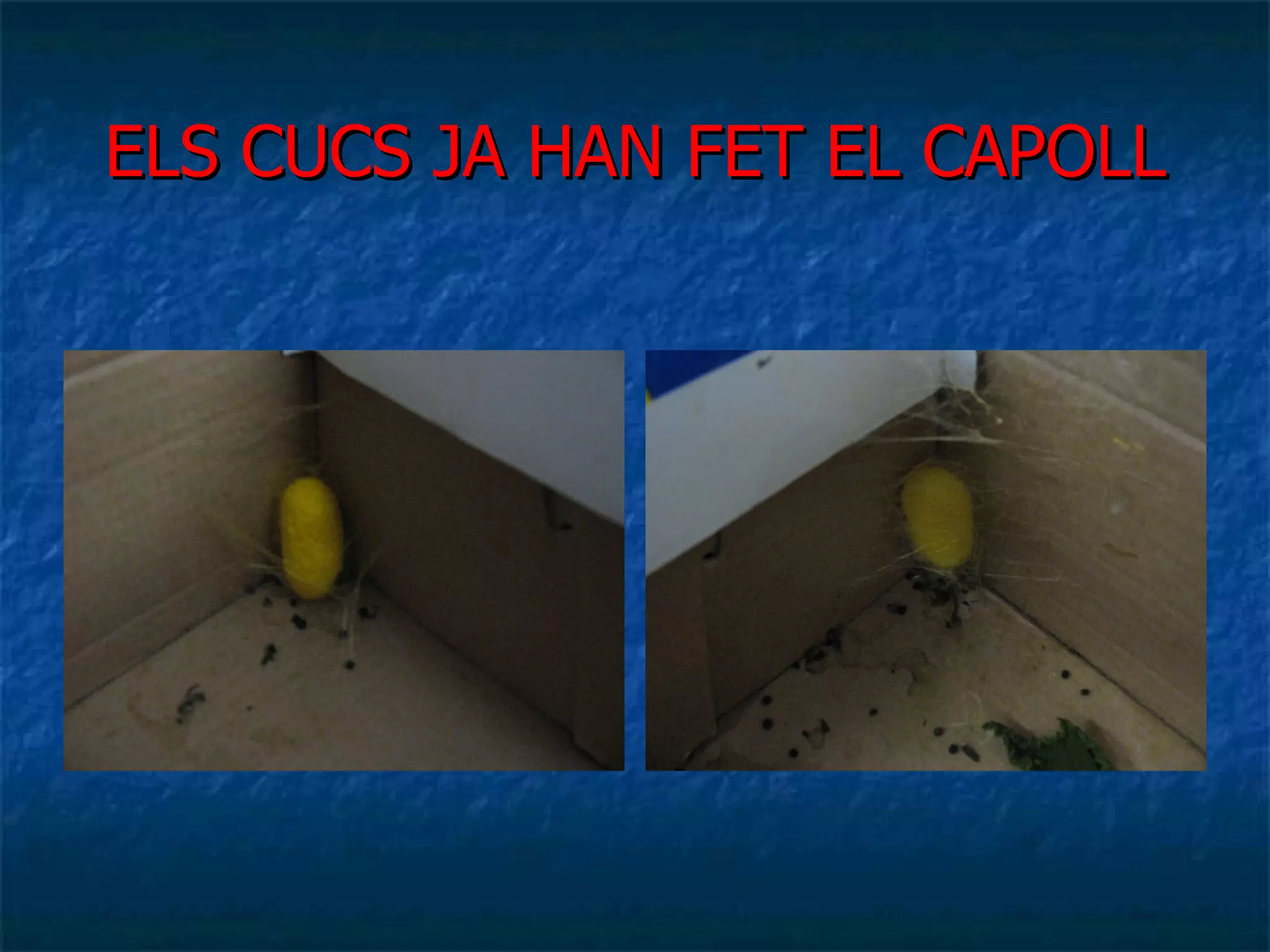 ELS CUCS JA HAN FET EL CAPOLL 