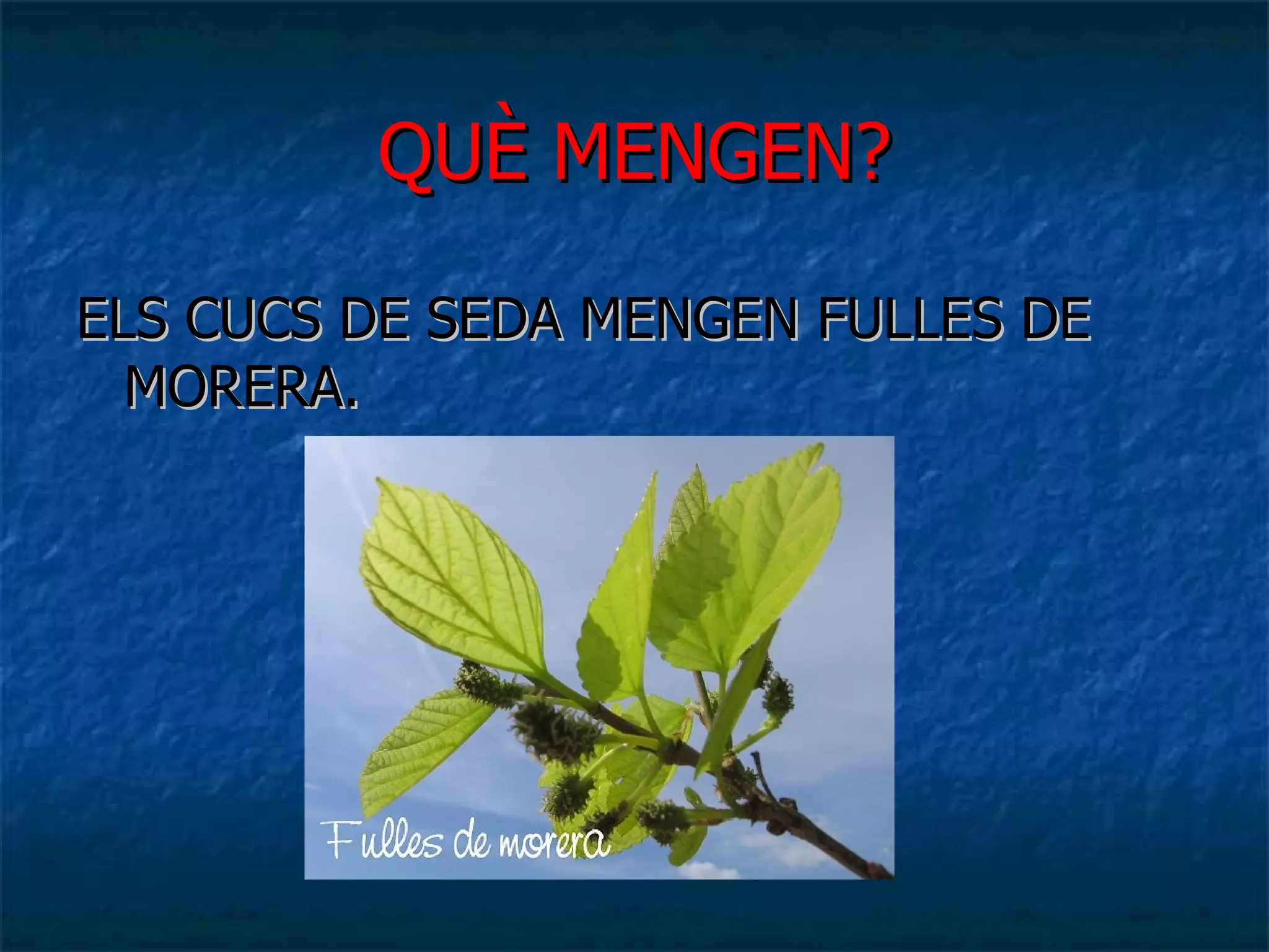 QUÈ MENGEN? ELS CUCS DE SEDA MENGEN FULLES DE MORERA. 