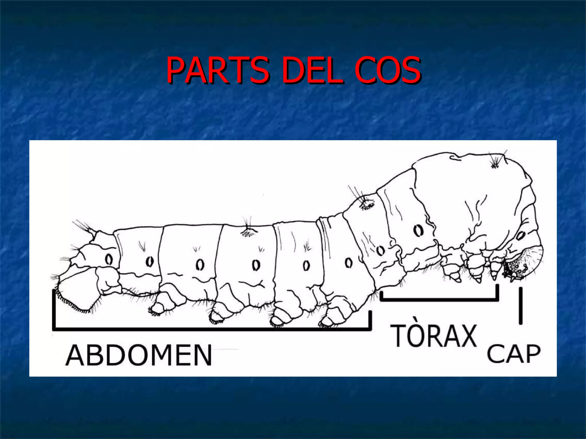 PARTS DEL COS 