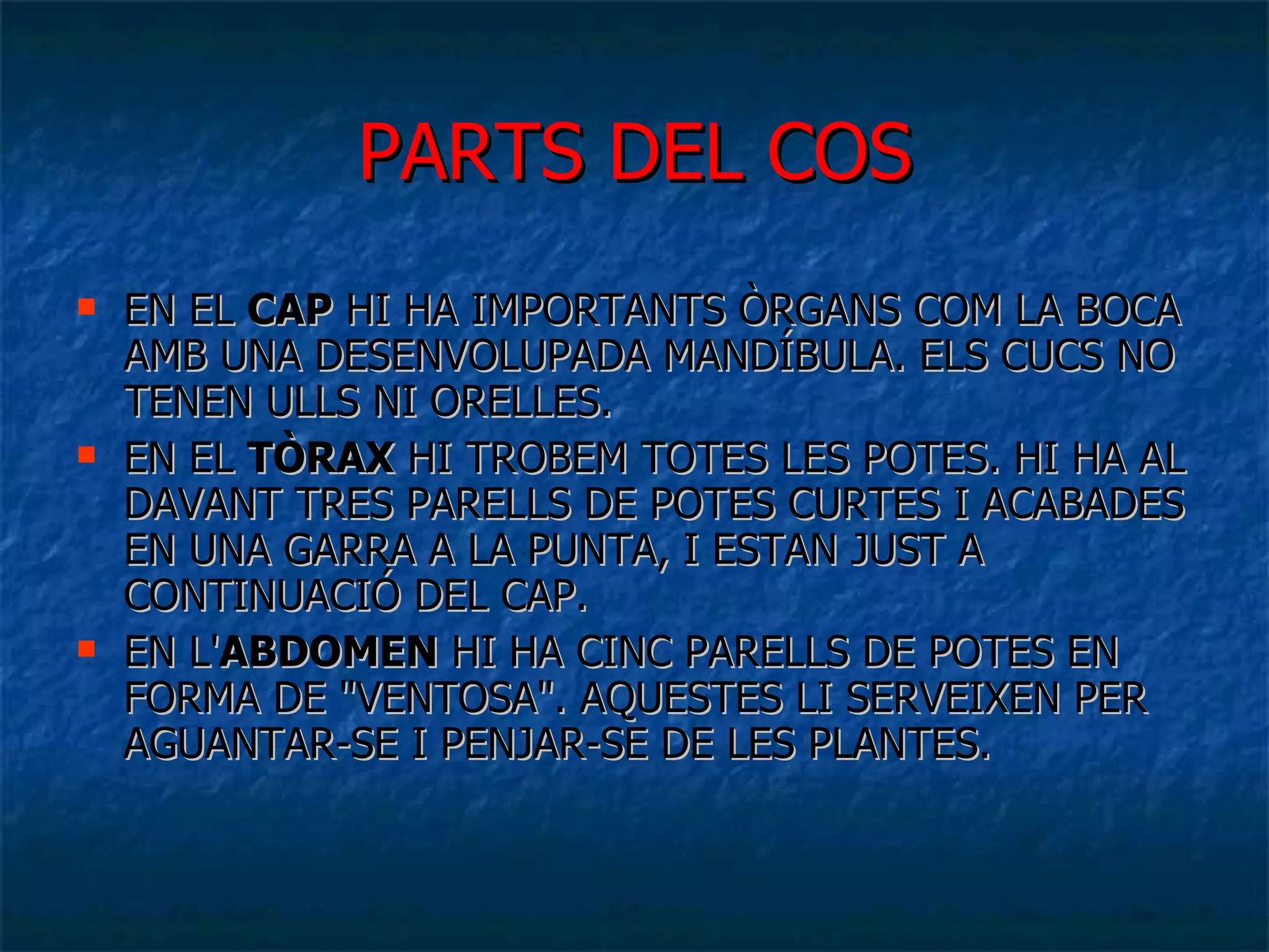 PARTS DEL COS EN EL  CAP  HI HA IMPORTANTS ÒRGANS COM LA BOCA AMB UNA DESENVOLUPADA MANDÍBULA. ELS CUCS NO TENEN ULLS NI ORELLES.  EN EL  TÒRAX  HI TROBEM TOTES LES POTES. HI HA AL DAVANT TRES PARELLS DE POTES CURTES I ACABADES EN UNA GARRA A LA PUNTA, I ESTAN JUST A CONTINUACIÓ DEL CAP.  EN L' ABDOMEN  HI HA CINC PARELLS DE POTES EN FORMA DE &quot;VENTOSA&quot;. AQUESTES LI SERVEIXEN PER AGUANTAR-SE I PENJAR-SE DE LES PLANTES.  