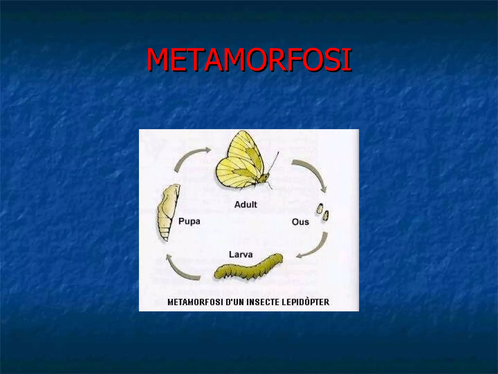 METAMORFOSI 