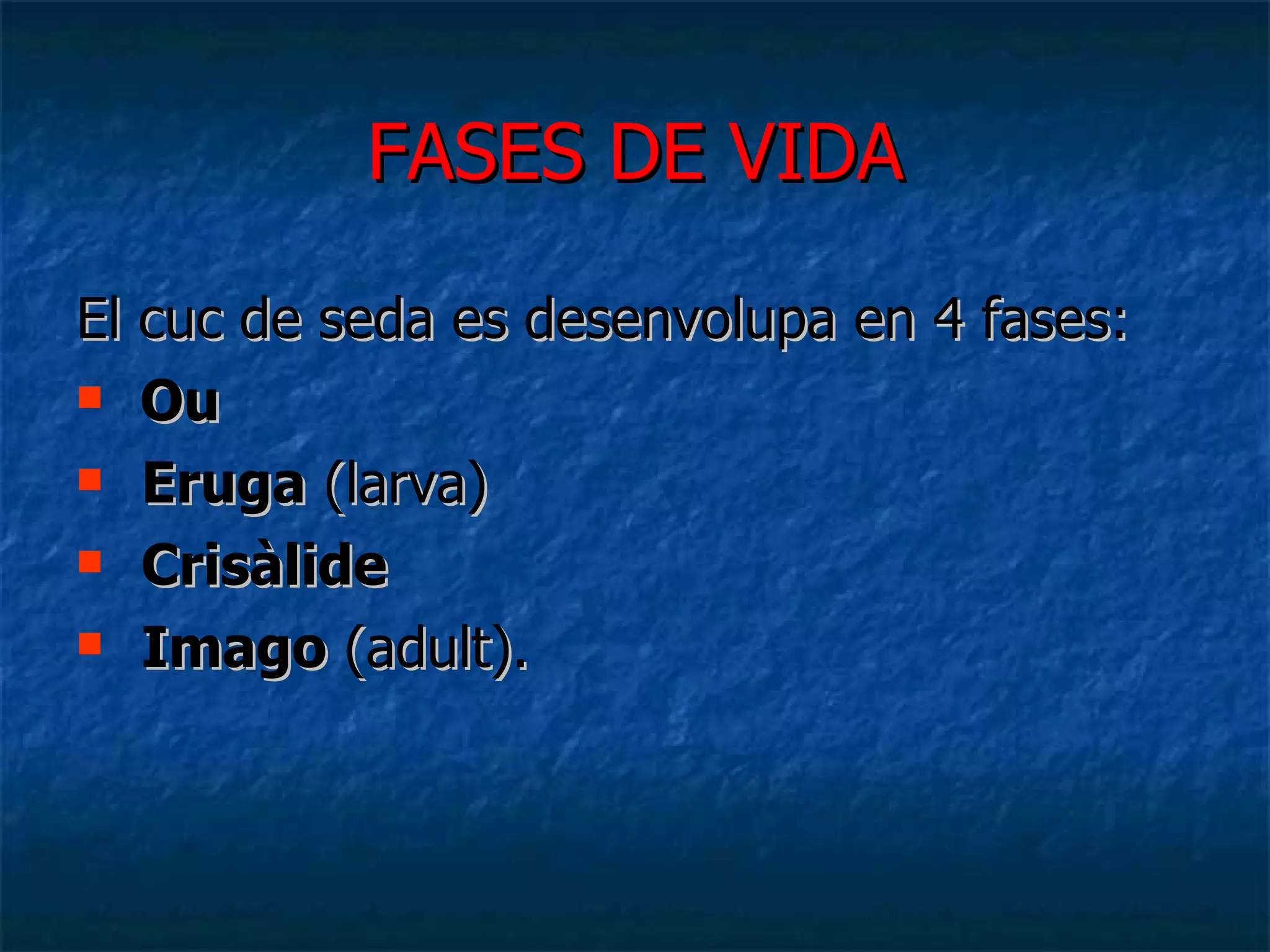 FASES DE VIDA El cuc de seda es desenvolupa en 4 fases:  Ou Eruga  (larva) Crisàlide  Imago  (adult). 