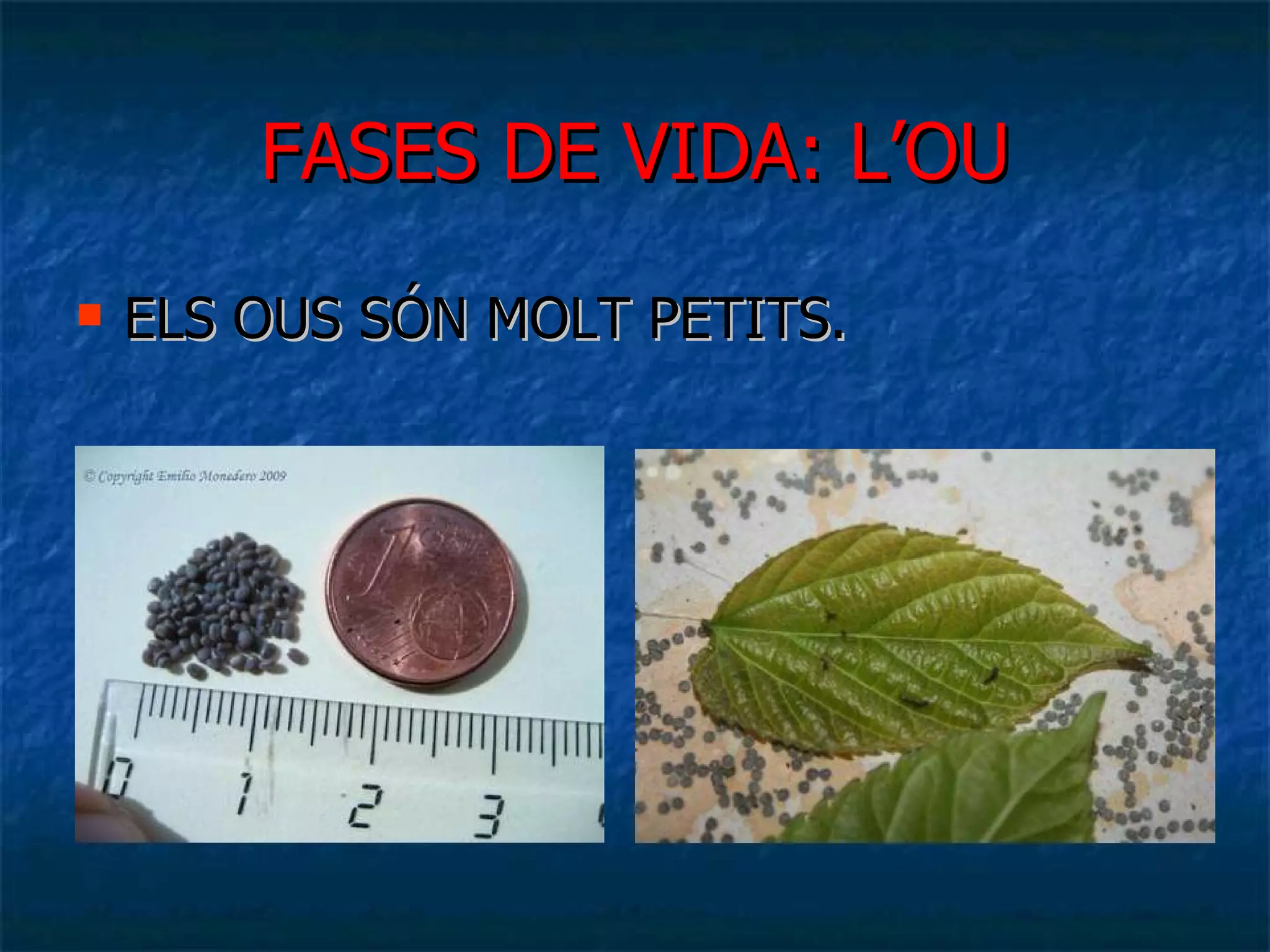 FASES DE VIDA: L’OU ELS OUS SÓN MOLT PETITS. 