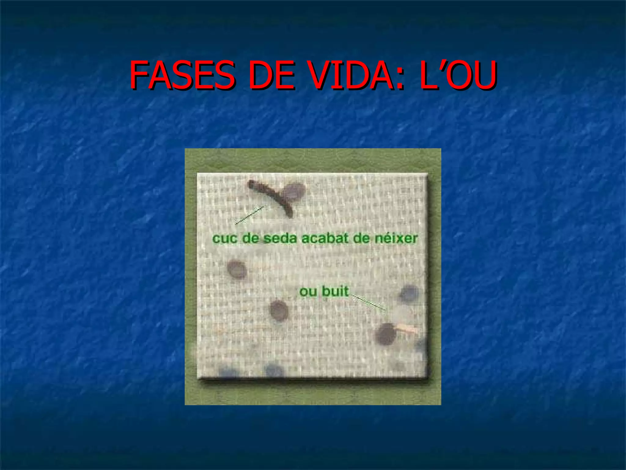 FASES DE VIDA: L’OU 