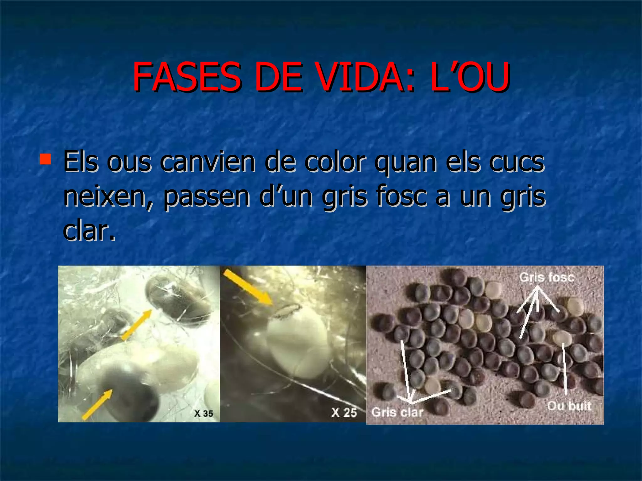 FASES DE VIDA: L’OU Els ous canvien de color quan els cucs neixen, passen d’un gris fosc a un gris clar. 