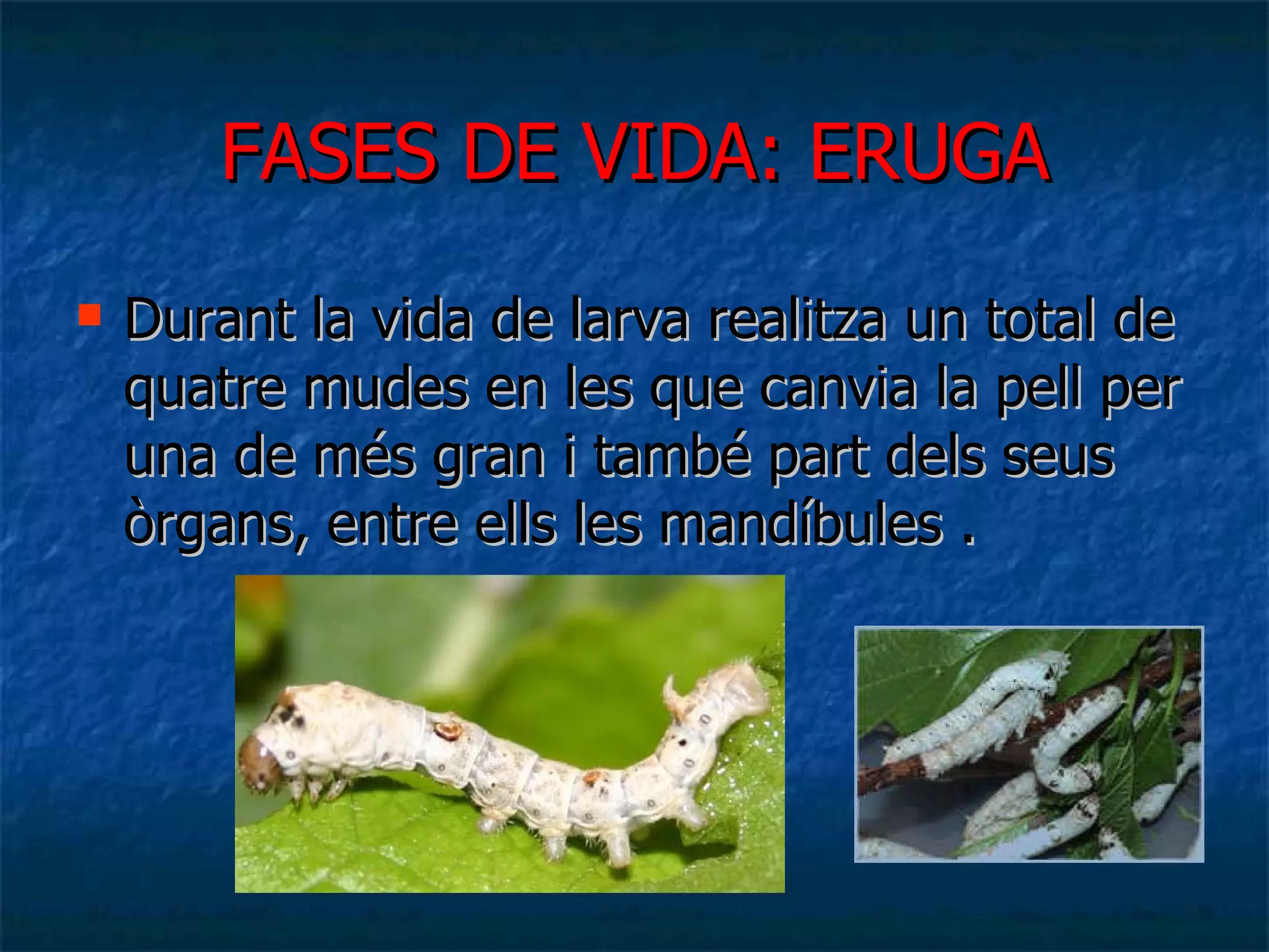 FASES DE VIDA: ERUGA Durant la vida de larva realitza un total de quatre mudes en les que canvia la pell per una de més gran i també part dels seus òrgans, entre ells les mandíbules . 