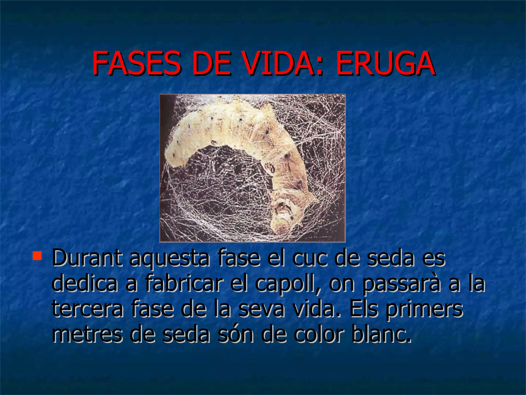 Durant aquesta fase el cuc de seda es dedica a fabricar el capoll, on passarà a la tercera fase de la seva vida. Els primers metres de seda són de color blanc. FASES DE VIDA: ERUGA 