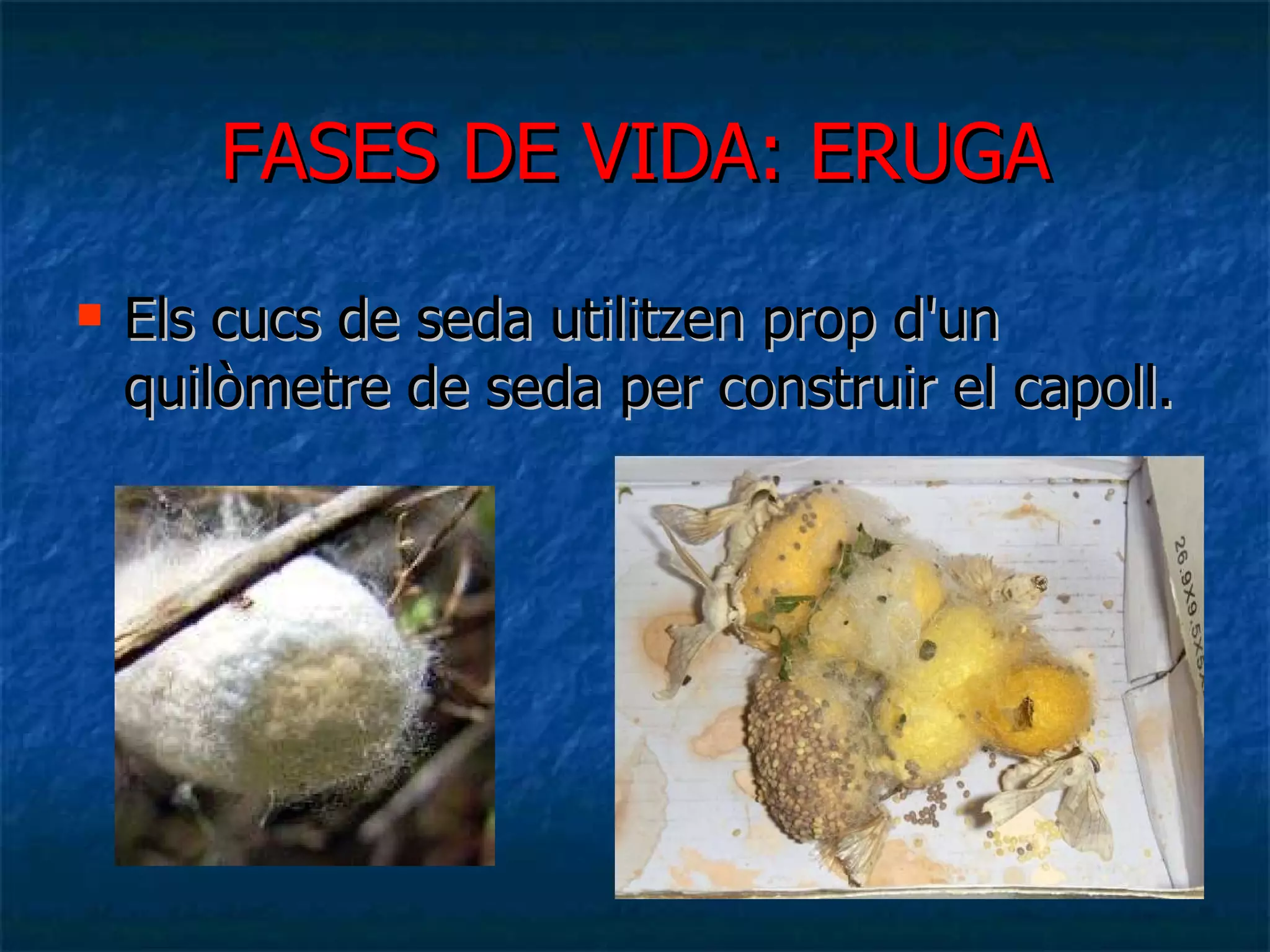 FASES DE VIDA: ERUGA Els cucs de seda utilitzen prop d'un quilòmetre de seda per construir el capoll. 