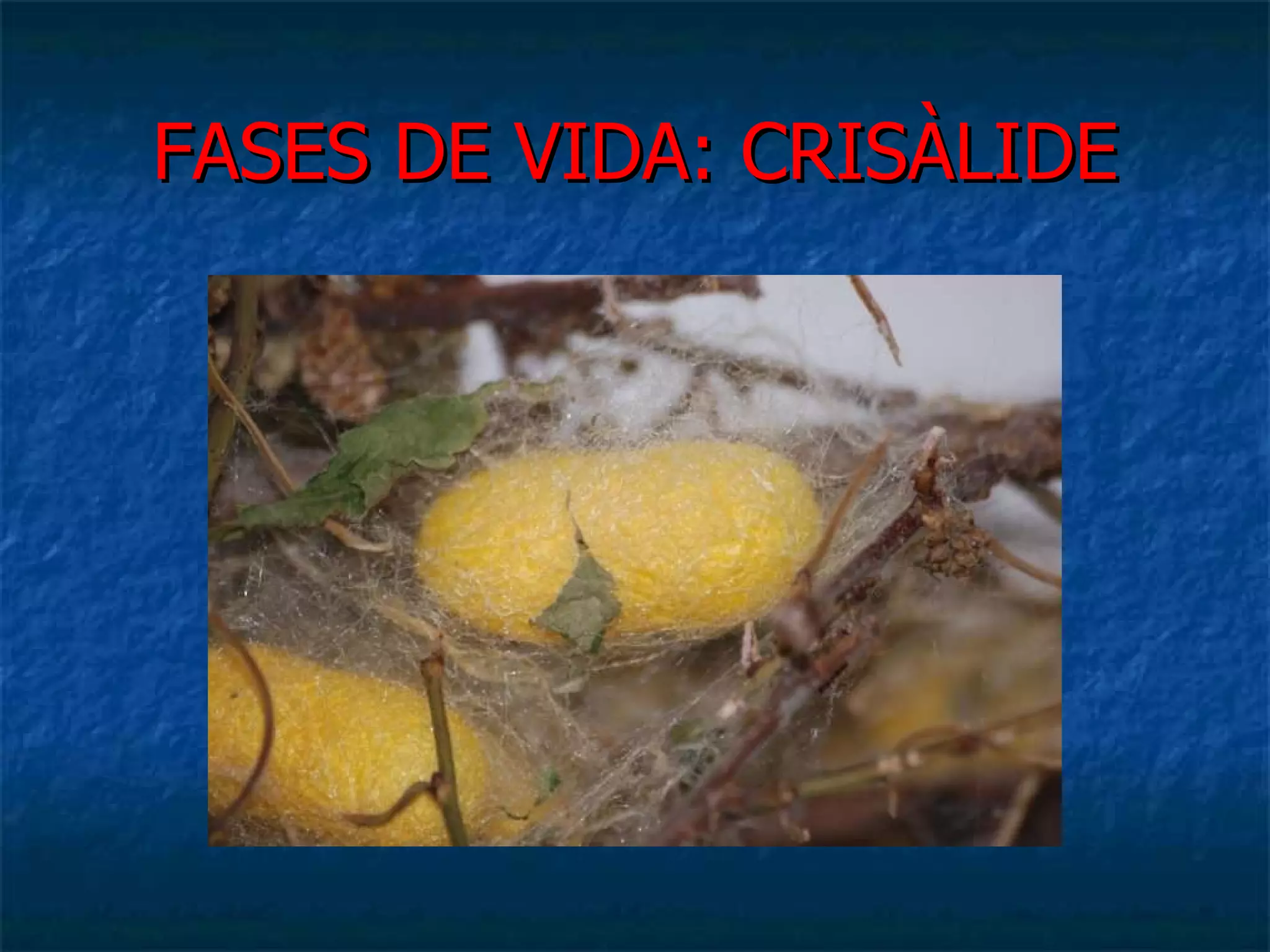 FASES DE VIDA: CRISÀLIDE 