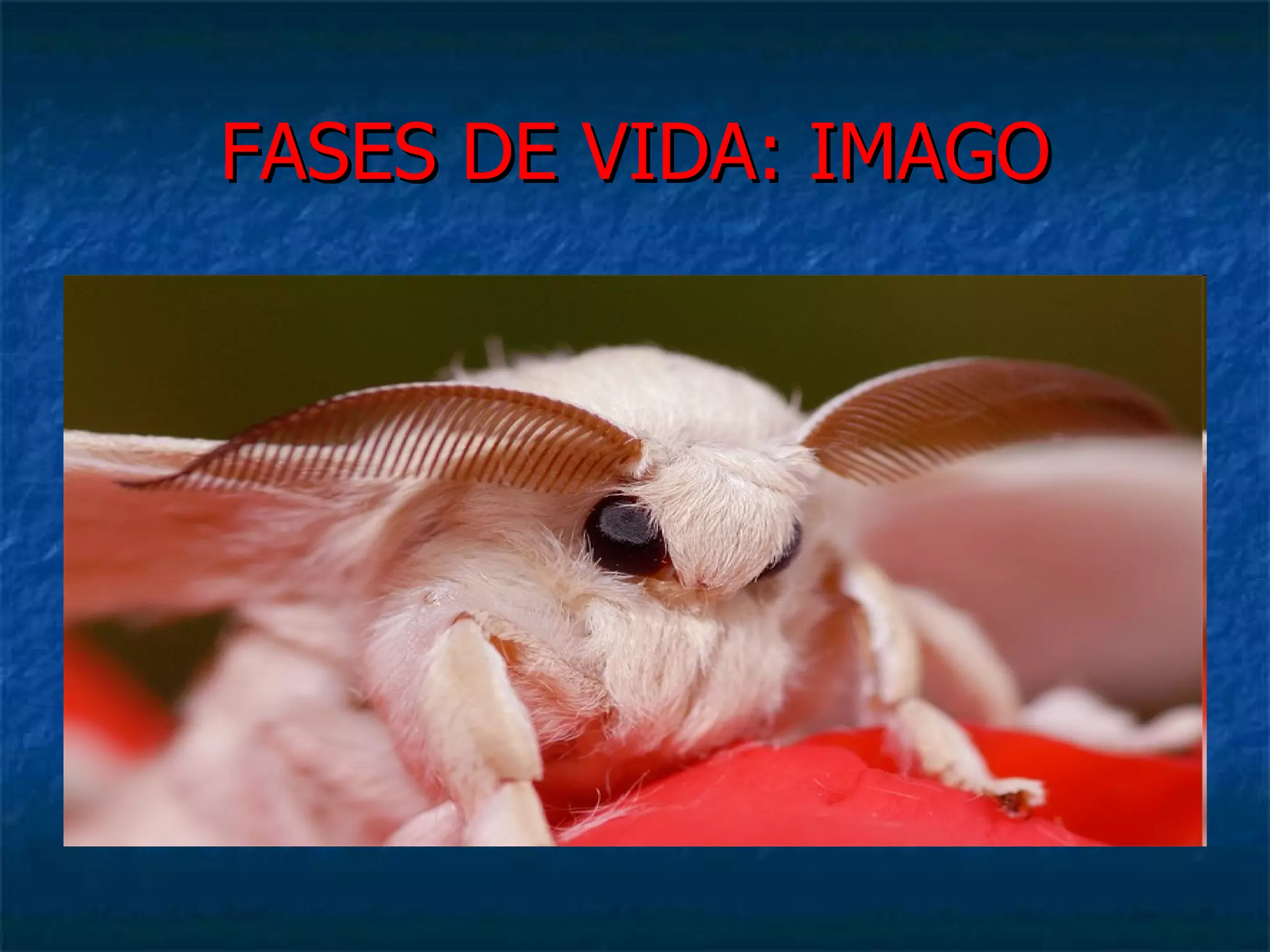 FASES DE VIDA: IMAGO 