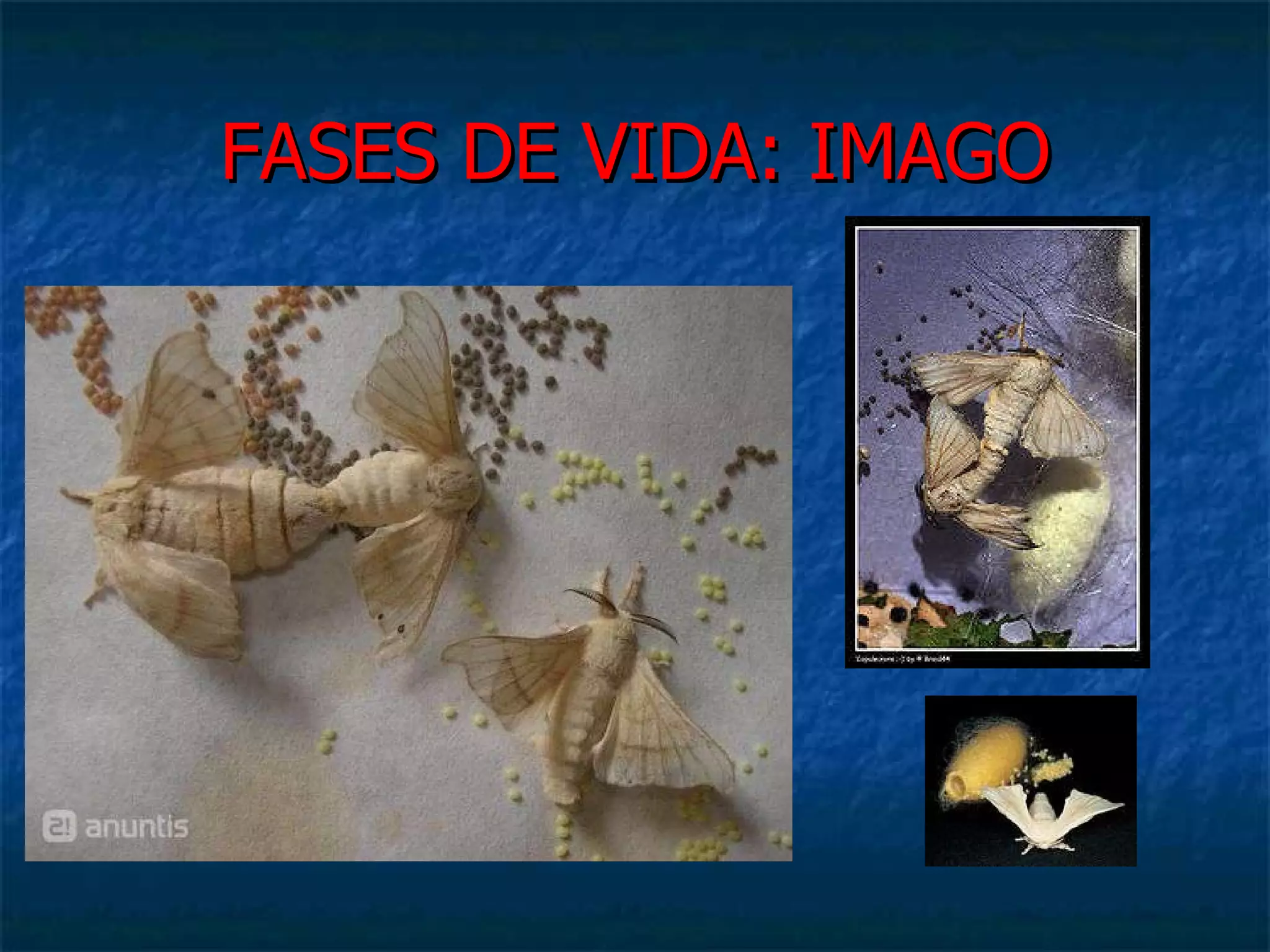 FASES DE VIDA: IMAGO 