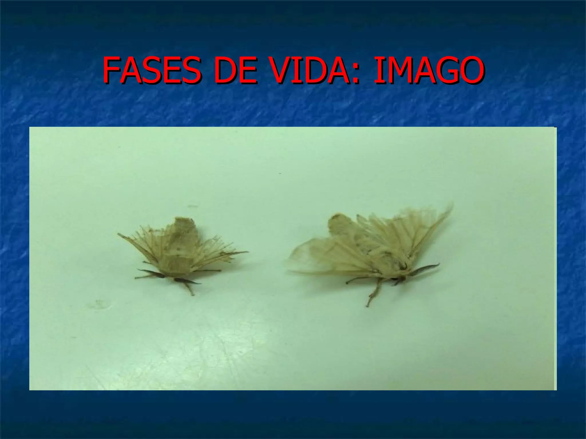 FASES DE VIDA: IMAGO 