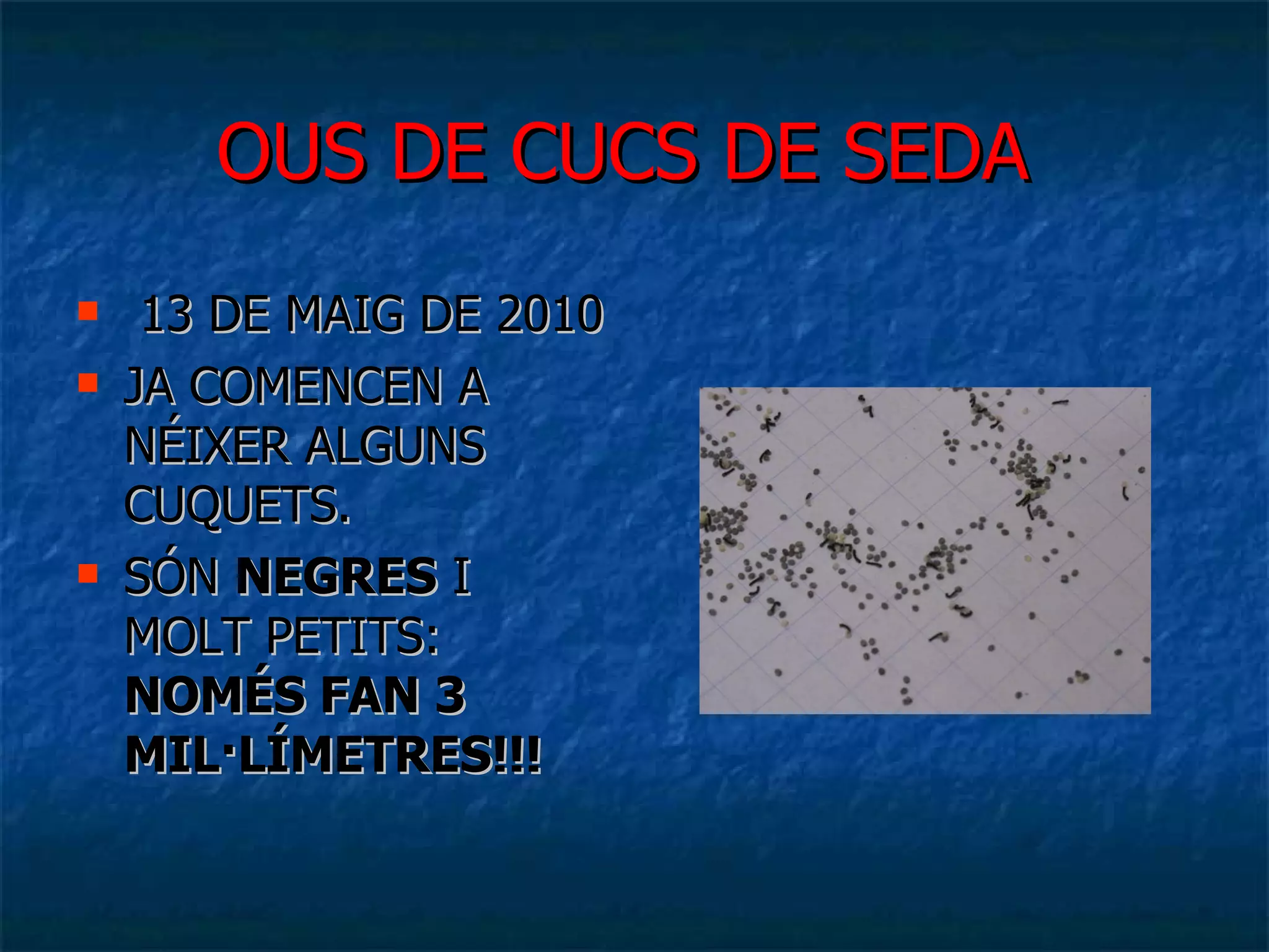 OUS DE CUCS DE SEDA   13 DE MAIG DE 2010 JA COMENCEN A NÉIXER ALGUNS CUQUETS. SÓN  NEGRES  I MOLT PETITS:  NOMÉS FAN 3 MIL·LÍMETRES!!! 