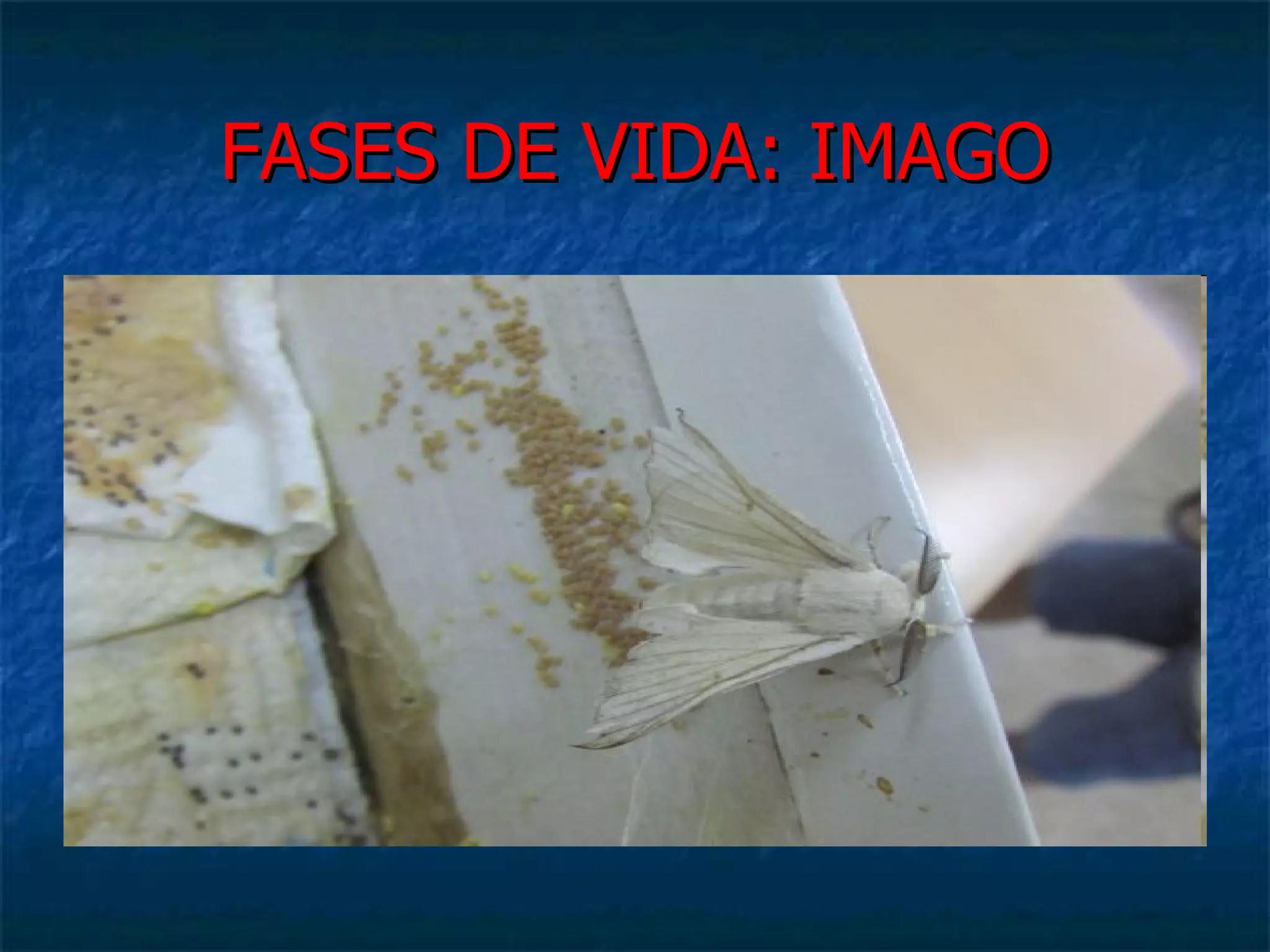 FASES DE VIDA: IMAGO 