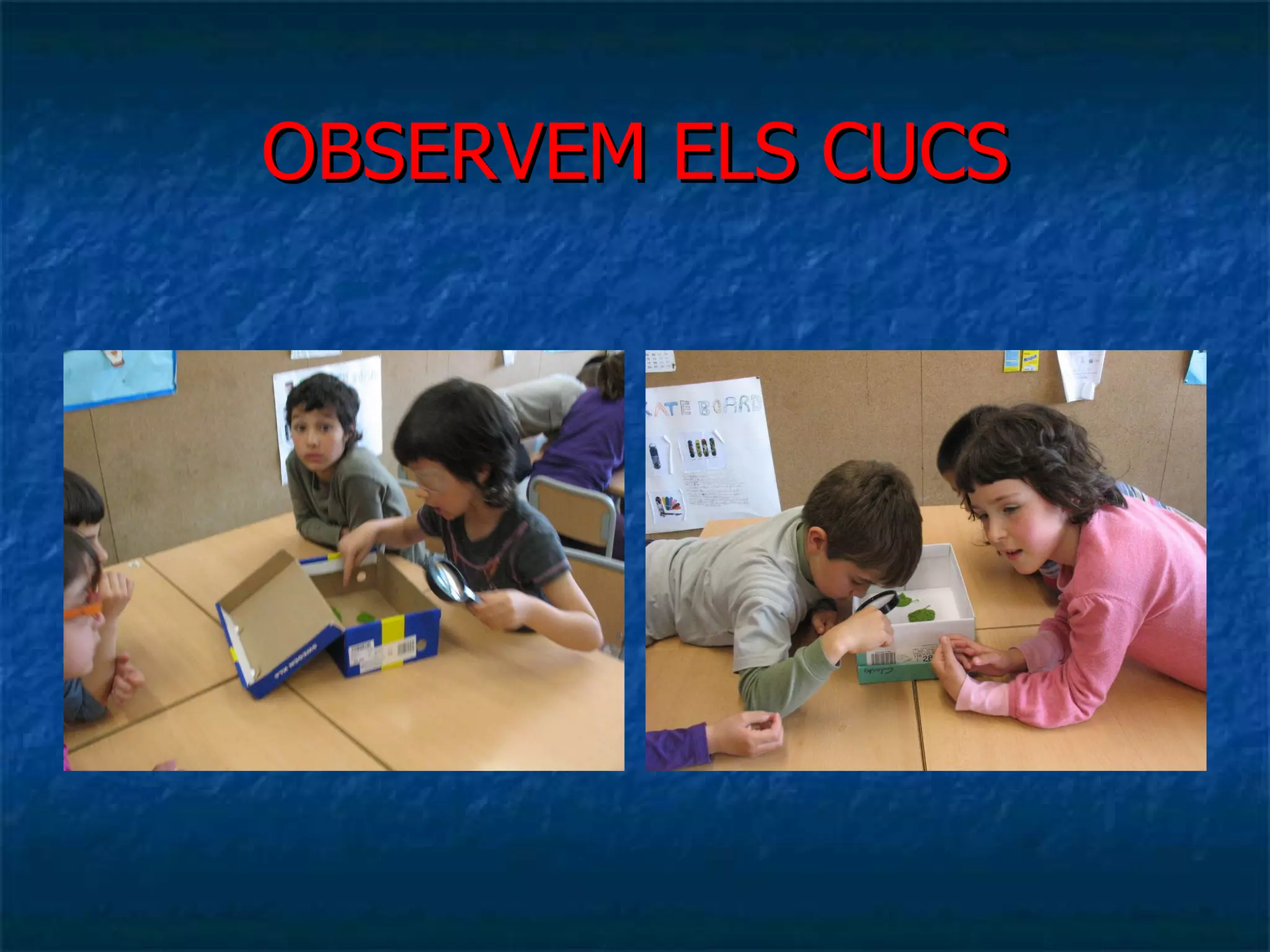 OBSERVEM ELS CUCS 