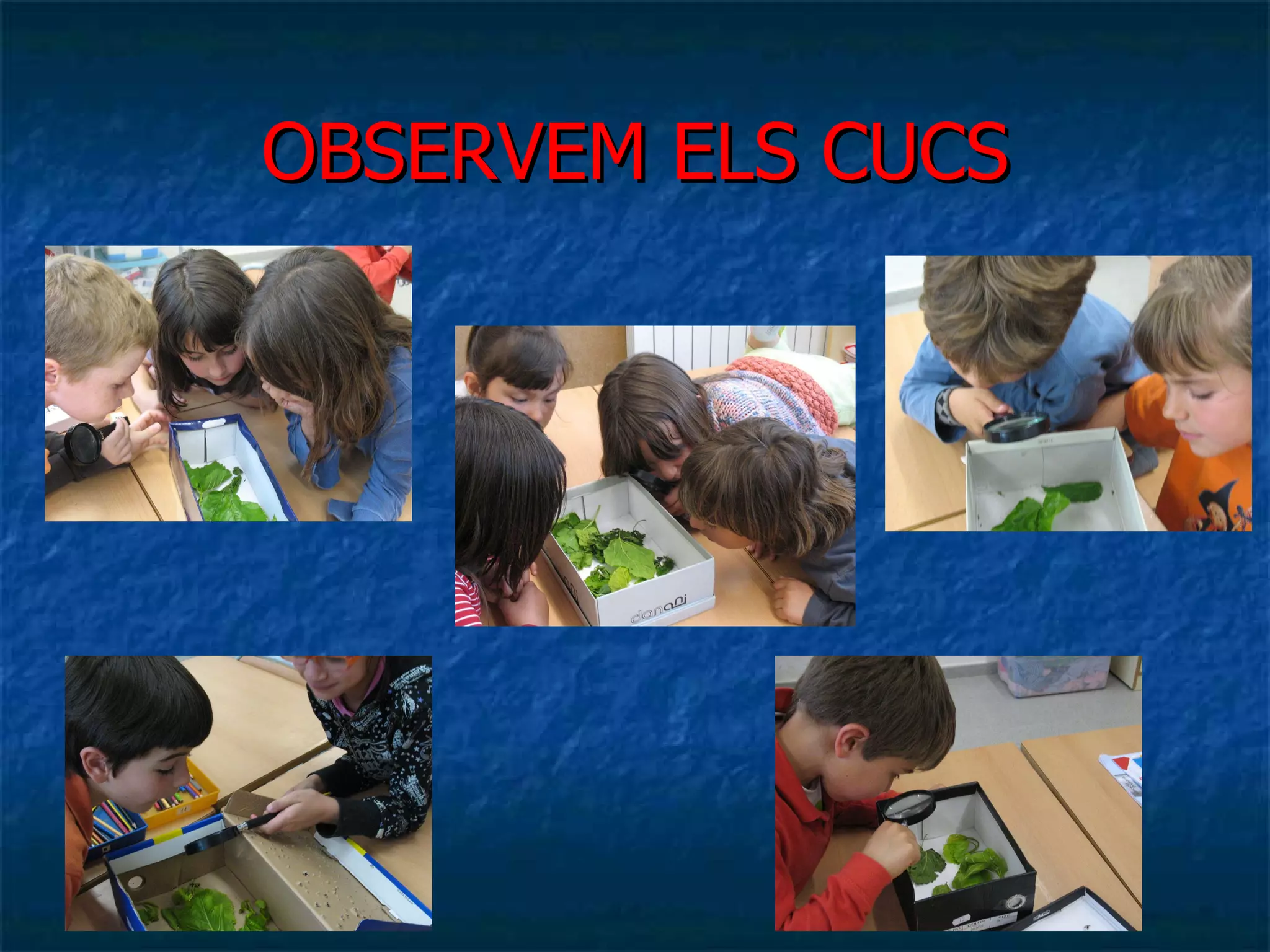 OBSERVEM ELS CUCS 