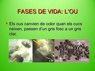 FASES DE VIDA: ’O


Els ous canvien de color quan els cucs
neixen, passen d’un gris fosc a un gris
clar.

 