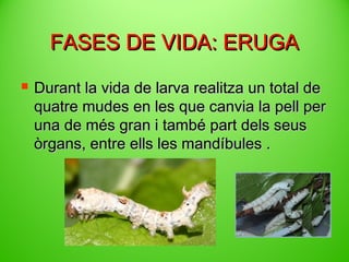 FASES DE VIDA: ERUGA


Durant la vida de larva realitza un total de
quatre mudes en les que canvia la pell per
una de més gran i també part dels seus
òrgans, entre ells les mandíbules .

 