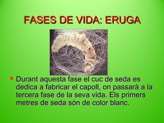 FASES DE VIDA: ERUGA



Durant aquesta fase el cuc de seda es
dedica a fabricar el capoll, on passarà a la
tercera fase de la seva vida. Els primers
metres de seda són de color blanc.

 