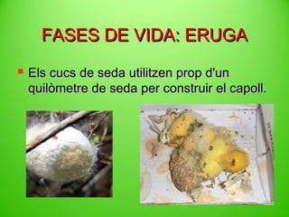 FASES DE VIDA: ERUGA


Els cucs de seda utilitzen prop d'un
quilòmetre de seda per construir el capoll.

 