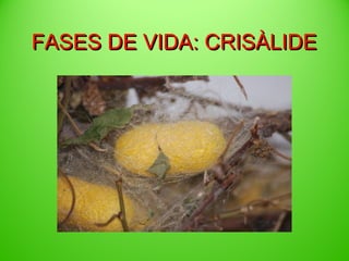 FASES DE VIDA: Àٷ

 