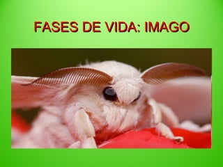 FASES DE VIDA: IMAGO

 