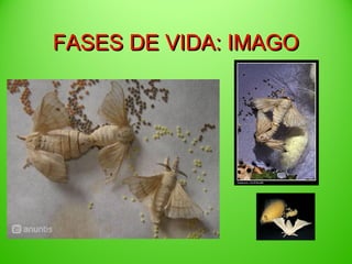 FASES DE VIDA: IMAGO

 