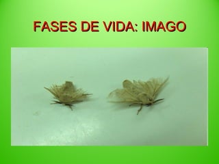 FASES DE VIDA: IMAGO

 