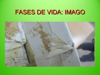 FASES DE VIDA: IMAGO

 