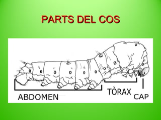 PARTS DEL COS

 