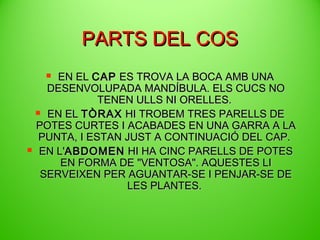 PARTS DEL COS
EN EL CAP ES TROVA LA BOCA AMB UNA
DESENVOLUPADA MANDÍBULA. ELS CUCS NO
TENEN ULLS NI ORELLES.
 EN EL TÒRAX HI TROBEM TRES PARELLS DE
POTES CURTES I ACABADES EN UNA GARRA A LA
PUNTA, I ESTAN JUST A CONTINUACIÓ DEL CAP.
 EN L'ABDOMEN HI HA CINC PARELLS DE POTES
EN FORMA DE "VENTOSA". AQUESTES LI
SERVEIXEN PER AGUANTAR-SE I PENJAR-SE DE
LES PLANTES.


 