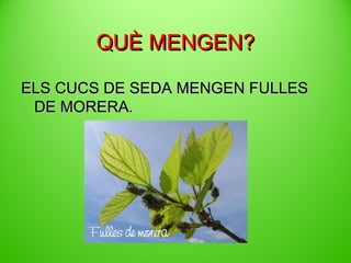 QUÈ MENGEN?
ELS CUCS DE SEDA MENGEN FULLES
DE MORERA.

 