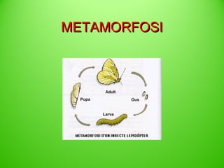 METAMORFOSI

 