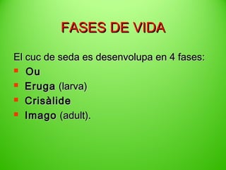 FASES DE VIDA
El cuc de seda es desenvolupa en 4 fases:
 Ou
 Eruga (larva)
 Crisàlide
 Imago (adult).

 