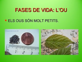 FASES DE VIDA: ’O


ELS OUS SÓN MOLT PETITS.

 
