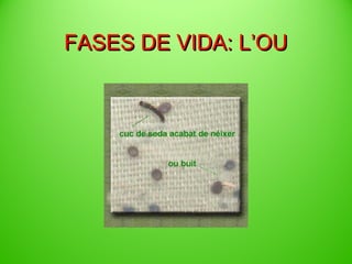 FASES DE VIDA: ’O

 