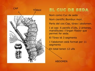 Nom comú:Cuc de seda
Nom científic:Bombyx mori.
Parts del cos:Cap, tòrax i abdomen.
I al cap: 6 parells d’ulls, 2 antenes,
mandíbules i l'òrgan filador que
permet fer seda.
El Tòrax té 3 segments
I l’abdomen està format per 11
segments
En total tenen 12 ulls
TÒRAX
ABDOMEN
CAP
 