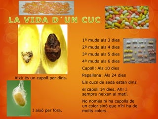 1ª muda als 3 dies
2ª muda als 4 dies
3ª muda als 5 dies
4ª muda als 6 dies
Capoll: Als 10 dies
Papallona: Als 24 dies
Els cucs de seda estan dins
el capoll 14 dies. Ah! I
sempre neixen al matí.
No només hi ha capolls de
un color sinó que n’hi ha de
molts colors.
Això és un capoll per dins.
I això per fora.
 
