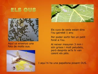 Els cucs de seda estan dins
l’ou gairebé 1 any.
Per poder sortir fan un petit
forat a l’ou.
Al neixer mesuren 3 mm i
són grisos i molt peludets,
però després se’ls hi van
caient els pèls.
Aquí us ensenyo una
foto de molts ous.
I aquí hi ha una papallona posant OUS.
 